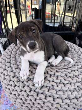 Australian Shepherd and Hound Dogs Available for Adoption - RILEY | PetCurious