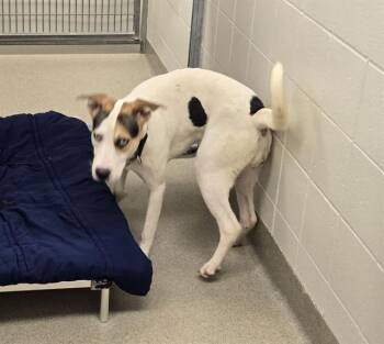MIDNIGHT -  Beagle and Mixed Breed Dog for Adoption in Omaha, Nebraska - MIDNIGHT | PetCurious
