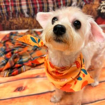 Princess Snowflake -  Yorkshire Terrier Dog for Adoption in Savannah, Georgia - Princess Snowflake | PetCurious