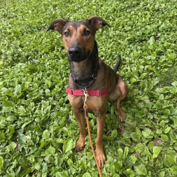 Cider -  Belgian Shepherd Malinois and Doberman Pinscher Dog for Adoption in Beacon, New York - Cider | PetCurious