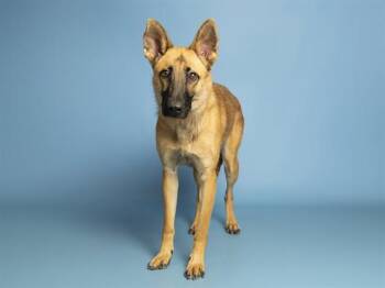 MARG -  German Shepherd Dog and Belgian Shepherd Malinois Dog for Adoption in Phoenix, Arizona - MARG | PetCurious