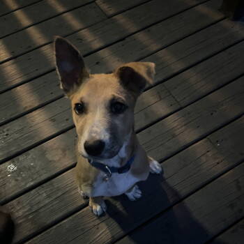 Rescue Shepherd Dogs for Adoption in Fargo, North Dakota - Jamesy | PetCurious