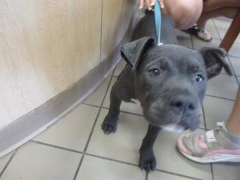 Staffordshire Bull Terrier and Mixed Breed Dogs Available for Adoption in Ocala, Florida - A382229 | PetCurious