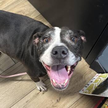 Roxy -  Pit Bull Terrier Dog for Adoption in Newark, New Jersey - Roxy | PetCurious