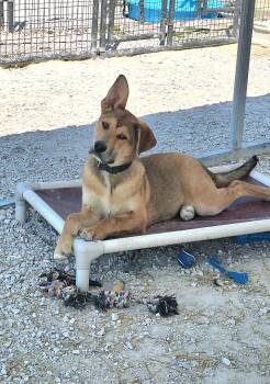 Shepherd Dogs Available for Adoption - Little Chief | PetCurious