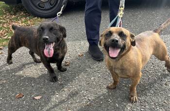 Rescue Terrier Dogs for Adoption in Mendham, New Jersey - Bear & Puff | PetCurious