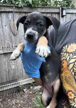 Mizuno -  Australian Shepherd Dog for Adoption in Bull Valley, Illinois - Mizuno | PetCurious