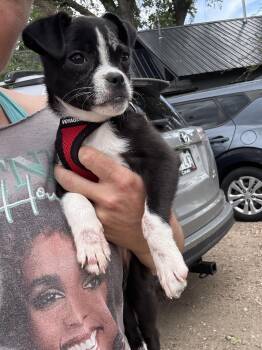 Pug and Chihuahua Dogs Available for Adoption in Severance, Colorado - Chiquita | PetCurious