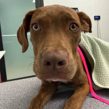 Theodora -  Terrier Dog for Adoption in Abilene, Texas - Theodora | PetCurious
