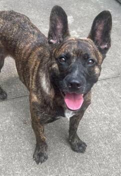 Darby -  Pit Bull Terrier Dog for Adoption in Chicago, Illinois - Darby | PetCurious