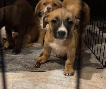 Rescue Chihuahua Dogs for Adoption in Los Angeles, California - Noble | PetCurious