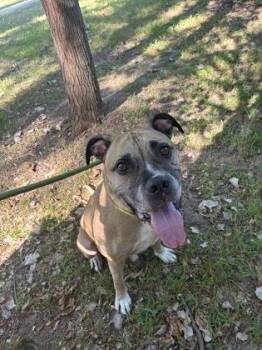 Baxter -  Mastiff and Boxer Dog for Adoption in Westland, Michigan - Baxter | PetCurious