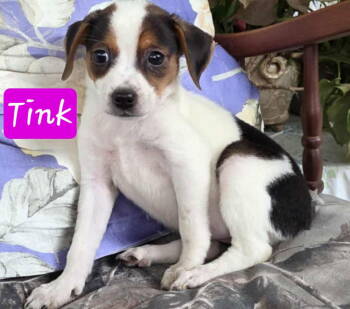 Rescue Rat Terrier Dogs for Adoption in Virginia Beach, Virginia - Tinkerbell | PetCurious