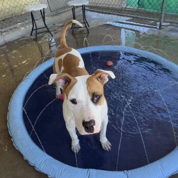 Cookie -  English Bulldog and American Staffordshire Terrier Dog for Adoption in Goleta, California - Cookie | PetCurious