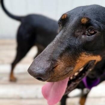 Dolly Parton -  Black And Tan Coonhound Dog for Adoption in Friendswood, Texas - Dolly Parton | PetCurious