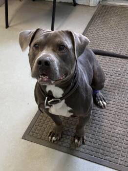 Rescue Pit Bull Terrier Dogs for Adoption in Big Rapids, Michigan - Kobo | PetCurious