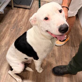 Capone -  Mixed Breed Dog for Adoption in Evensville, Tennessee - Capone | PetCurious