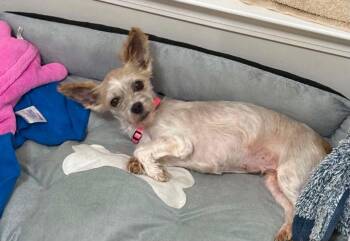 Brittany -  Havanese Dog for Adoption in Anniston, Alabama - Brittany | PetCurious