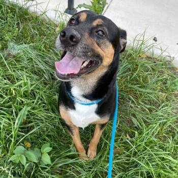 Rescue Border Collie and Boxer Dogs for Adoption in Roanoke, Virginia - Junior | PetCurious