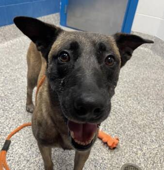 Tobias -  Belgian Shepherd Malinois Dog for Adoption in Golden, Colorado - Tobias | PetCurious