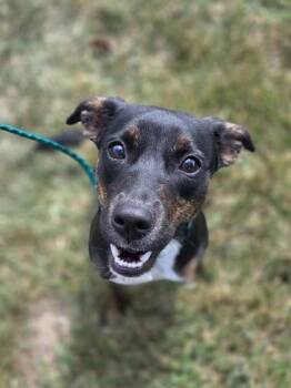 Nezuko -  Mixed Breed Dog for Adoption in Westland, Michigan - Nezuko | PetCurious