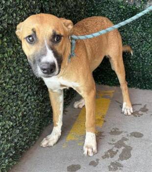 61532019 -  Pit Bull Terrier and Mixed Breed Dog for Adoption in El Paso, Texas - 61532019 | PetCurious