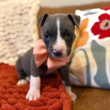Gansita Good Girl -  Pit Bull Terrier and Staffordshire Bull Terrier Dog for Adoption in Friendswood, Texas - Gansita Good Girl | PetCurious
