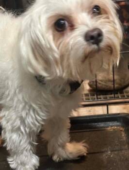 SPONSOR OR FOSTER ME - Mojo -  Maltese Dog for Adoption in Grafton, Wisconsin - SPONSOR OR FOSTER ME - Mojo | PetCurious