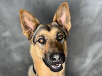 Leah -  German Shepherd Dog Dog for Adoption in Portland, Oregon - Leah | PetCurious