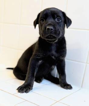 BILLY WAFFLES CRIME BOSS -  Black Labrador Retriever and Shepherd Dog for Adoption in Fosters, Alabama - BILLY WAFFLES CRIME BOSS | PetCurious