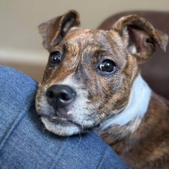 Piper -  Mountain Cur Dog for Adoption in Richmond, Virginia - Piper | PetCurious