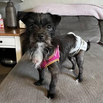 Yorkshire Terrier and Mixed Breed Dogs Available for Adoption - Chloe | PetCurious