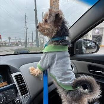 Terrier and Mixed Breed Dogs Available for Adoption in Corpus Christi, Texas - Smokey | PetCurious