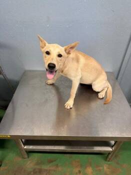 Lucy Lou 26 -  Mixed Breed and Australian Cattle Dog Blue Heeler Dog for Adoption in Brookhaven, Mississippi - Lucy Lou 26 | PetCurious