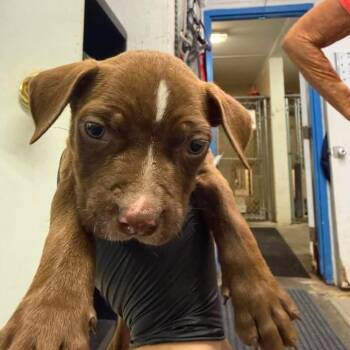 Bear -  Pit Bull Terrier Dog Available for Adoption in Port Aransas, Texas - Bear | PetCurious