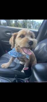 Odie Tzu -  Shih Tzu Dog for Adoption in Aurora, Indiana - Odie Tzu | PetCurious