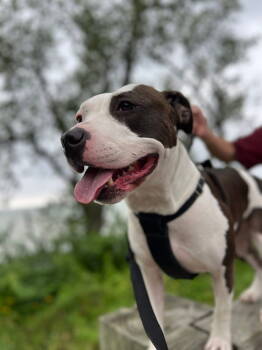 Rescue Pit Bull Terrier Dogs for Adoption in Cleveland, Ohio - COURTESY POST: Charlie | PetCurious