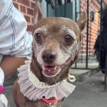 Betty Boop -  Chihuahua Dog for Adoption - Betty Boop | PetCurious