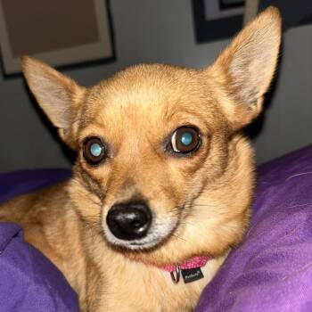 Allie -  Chihuahua Dog for Adoption in Coldwater, Michigan - Allie | PetCurious