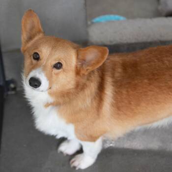 Keanu (AG26-10) -  Corgi Dog for Adoption in Peyton, Colorado - Keanu (AG26-10) | PetCurious
