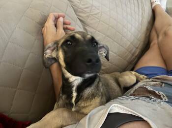 Subway -  Belgian Shepherd Malinois and Australian Shepherd Dog for Adoption - Subway | PetCurious