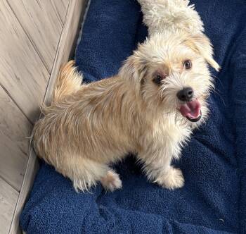 Rescue Terrier Dogs for Adoption in Thousand Oaks, California - Chris Hemswoof | PetCurious