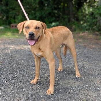 Niles 02-0506 -  Retriever and Mixed Breed Dog for Adoption in Covington, Georgia - Niles 02-0506 | PetCurious
