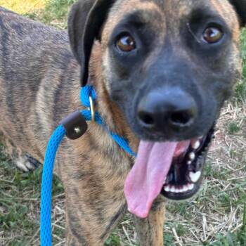Upton -  Shepherd and Mixed Breed Dog for Adoption - Upton | PetCurious