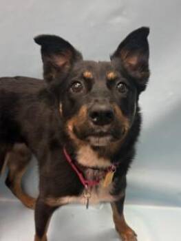 Nova -  Border Collie and Australian Cattle Dog Blue Heeler Dog for Adoption in Golden Valley, Minnesota - Nova | PetCurious