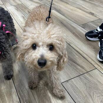 Fleur -  Poodle Dog for Adoption in Newark, New Jersey - Fleur | PetCurious