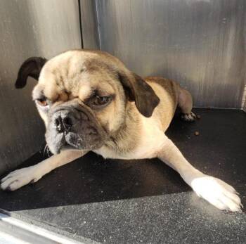 BUTTERS -  Pug and Beagle Dog for Adoption in San Antonio, Texas - BUTTERS | PetCurious