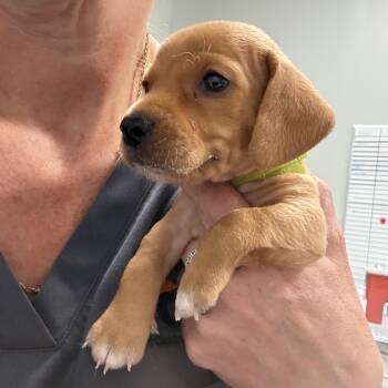 Hugo -  Beagle and Chihuahua Dog for Adoption in Normal, Illinois - Hugo | PetCurious