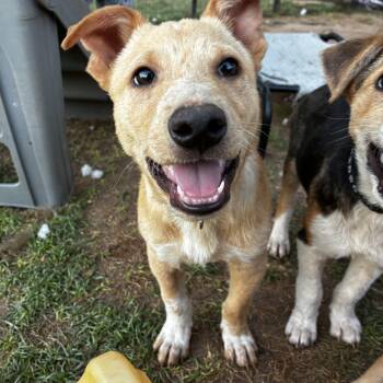 Chiweenie and Carolina Dog Dogs Available for Adoption in Gilbert, Arizona - Waylen | PetCurious