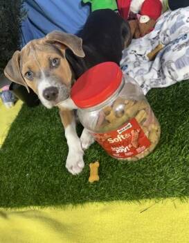 Clyde -  Mixed Breed Dog for Adoption in New Orleans, Louisiana - Clyde | PetCurious